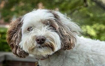 Mini Labradoodle