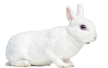 Mini Rex Rabbit