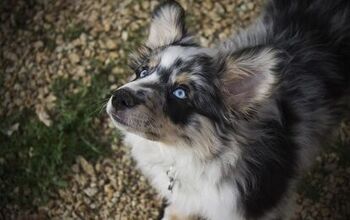 Miniature Aussiedoodle