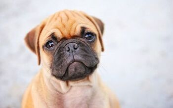 Miniature Boxer