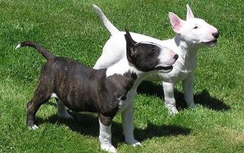 Miniature Bull Terrier