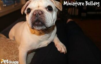 Miniature Bulldog