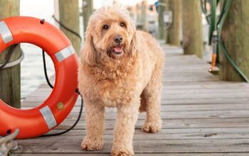 Miniature Goldendoodle