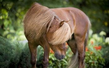 Miniature Horse