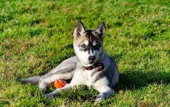 Miniature Husky