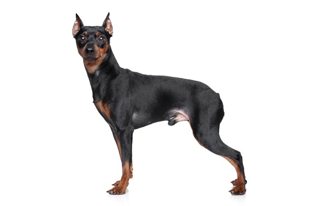 miniature pinscher