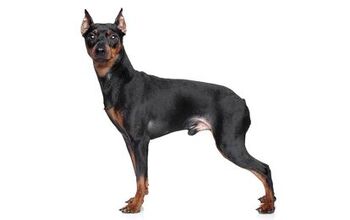 Miniature Pinscher