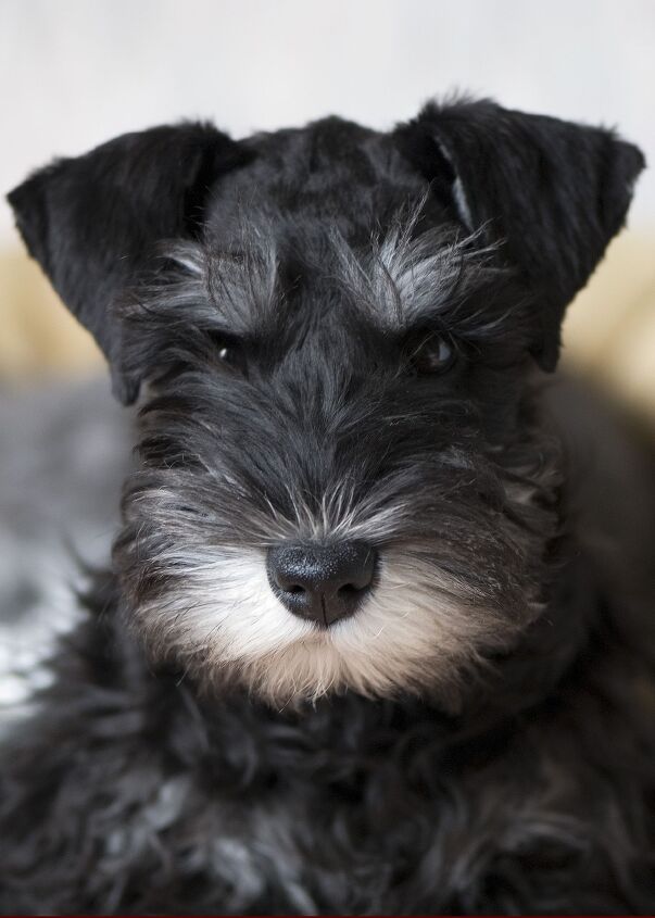 miniature schnauzer