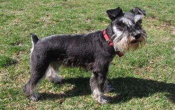 Miniature Schnauzer