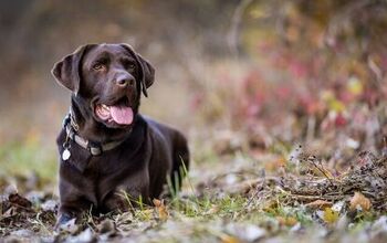 Missing 80-Year-Old Woman Found Thanks to Her Loyal Dog