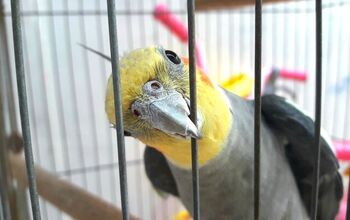 Missing Bird Reunited with Family with Nextdoor App