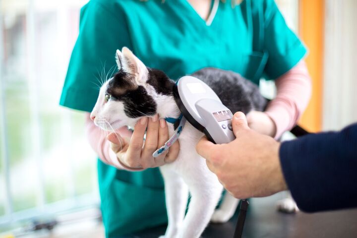 missing cat reunited with owner after 8 years, Lucky Business Shutterstock