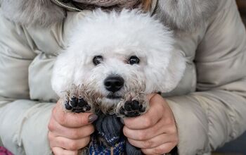 Missing Dog Reunited With Family After 12 Years