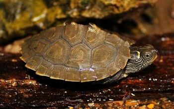 Mississippi Map Turtle