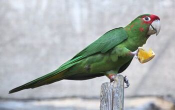 Mitred Conure