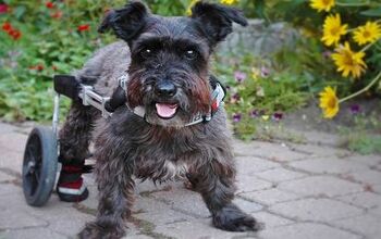 Mobility Aids Help Senior Dogs Keep Moving