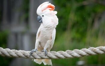 Moluccan Cockatoo