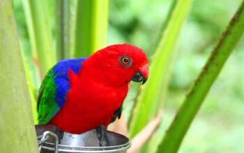 Moluccan King Parrot