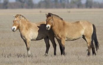 Mongolian Horse