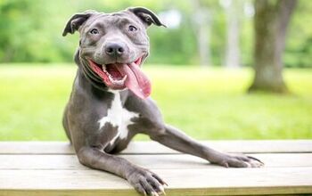 Montreal’s New Mayor Overturns Controversial BSL Ban of Pit Bulls