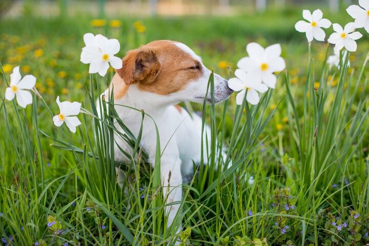 more and more pets are having allergies trupanion reports, Elena Sherengovskaya Shutterstock