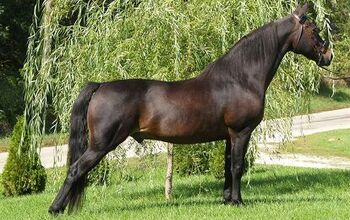 Morgan Horse