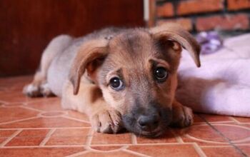 Most Epic Dog Resume Ever Gets Dog Hired as Professional Best Friend