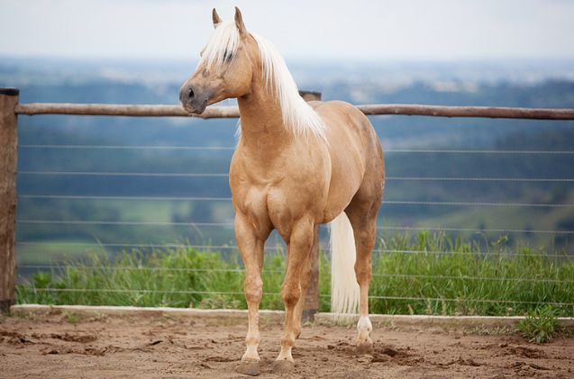 most versatile horse breed, Anderson Sant Ana Wikimedia Commons