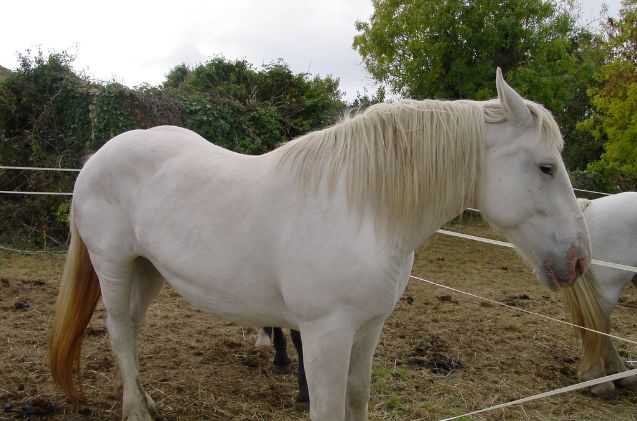 most versatile horse breed, Bachelot Pierre J P Wikimedia Commons