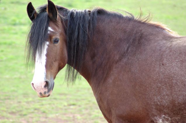 most versatile horse breed, Bonnie U Gruenberg Wikimedia Commons