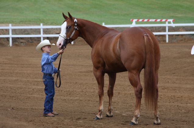 most versatile horse breed, Sandysphotos2009 Wikimedia Commons