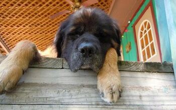 Mountain Mastiff