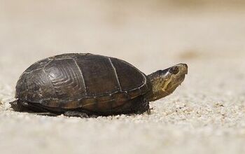 Mud Turtle