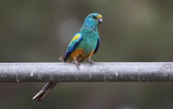 Mulga Parrot