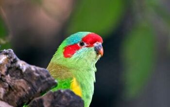 Musk Lorikeet