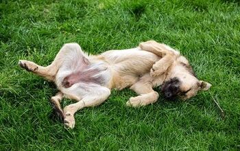 Mystery Solved! This Is Why Your Dog Kicks When You Scratch His Belly