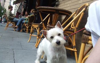 N.Y. OKs Dogs In Restaurants’ Outdoor Dining Areas