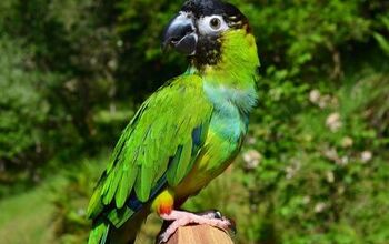 Nanday Conure