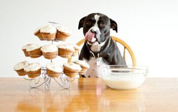 National Cupcake Day is a Sweet Treat That Benefits Canadian Shelters