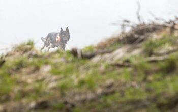 National Search and Rescue Dog Training Facility Opens in California