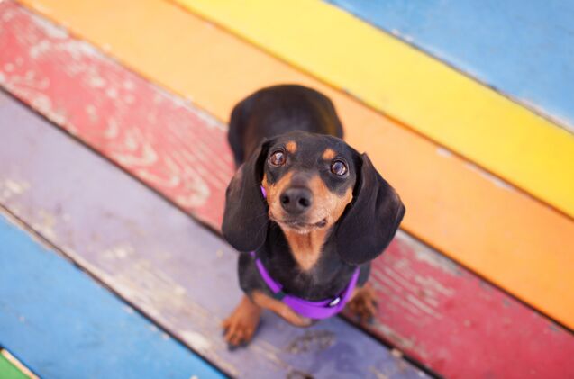 nc rainbow bridge memorial swept away by hurricane helene flood waters, Photo credit The Dog Photographer Shutterstock com