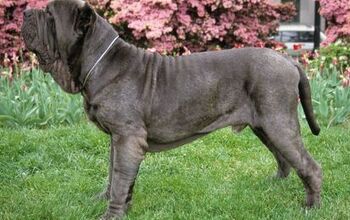 Neapolitan Mastiff