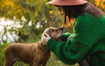 Neurological Study Reveals Powerful Effect Petting Dogs Has On Brain