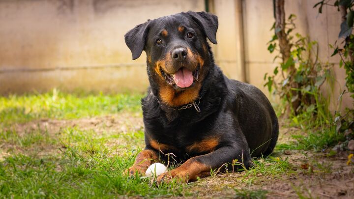 neutering rottweilers may shorten their lifespan study finds, Nicolas Fontana Shutterstock