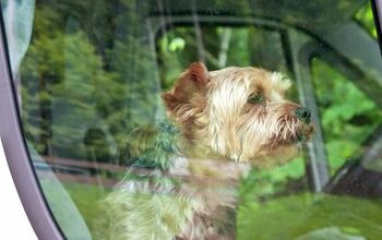 New Florida Law Allows You to Break Into Cars to Save Dogs