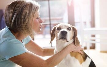 New Florida Legislation Allows Therapy Dogs in Court