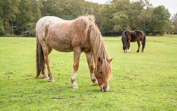 New Forest Pony