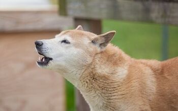 New Guinea Singing Dog