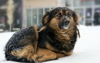 New Law Protects Pennsylvania Dogs From Being Tethered in Freezing Tem