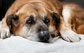 New Research Shows Stress Can Turn Your Dog’s Fur Gray